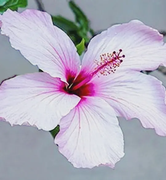 HIBISCUS POWDER