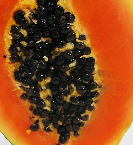 PAPAYA