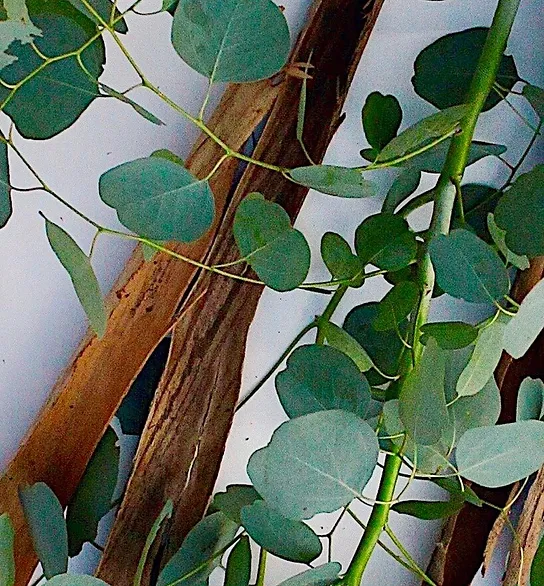 EUCALYPTUS ESSENTIAL OIL