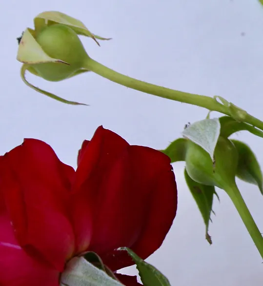 ROSEHIP OIL