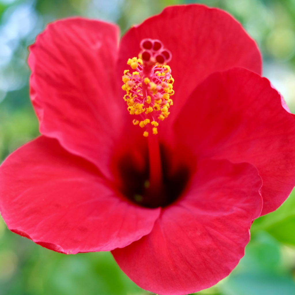 HIBISCUS POWDER