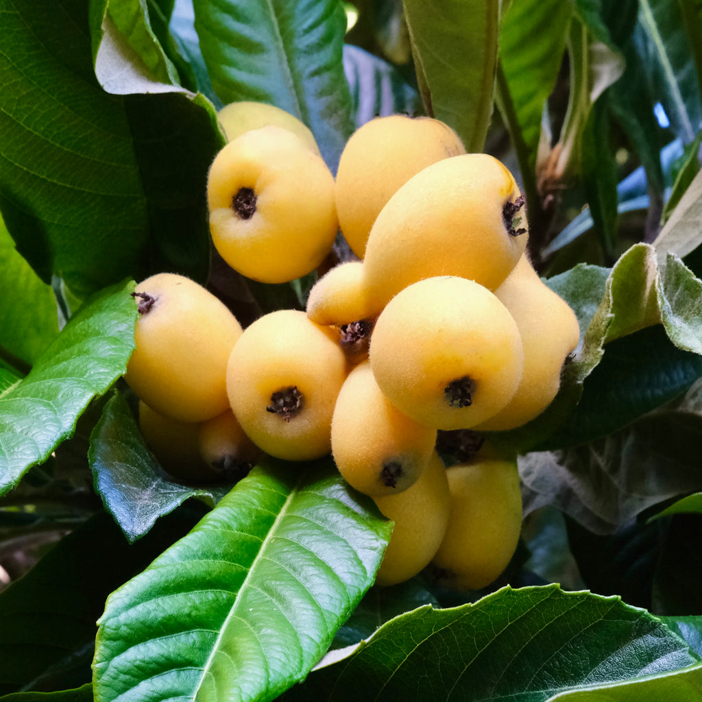 LOQUAT